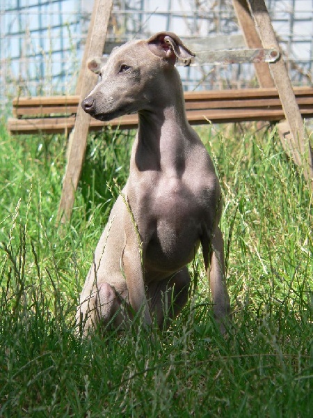 Hibiscus Couleurs d'Automne